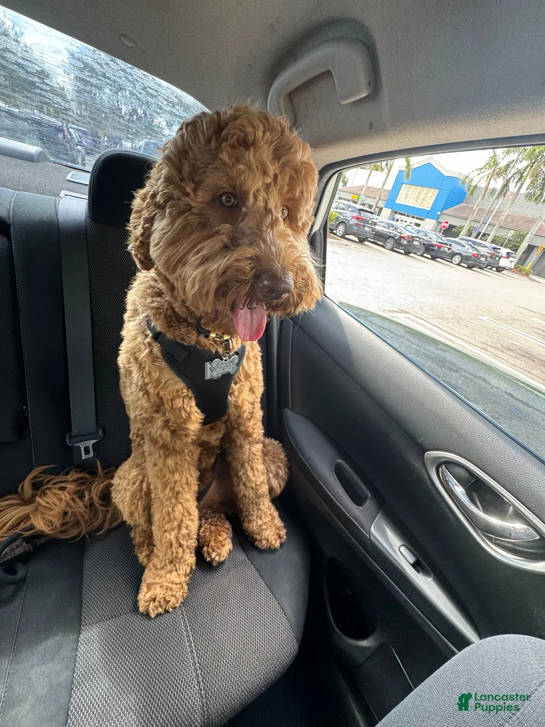 Goldendoodle dogs for sale: Goldendoodle 1 - Ad 7