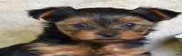 Yorkshire Terrier dogs for sale: Woody - Ad 6