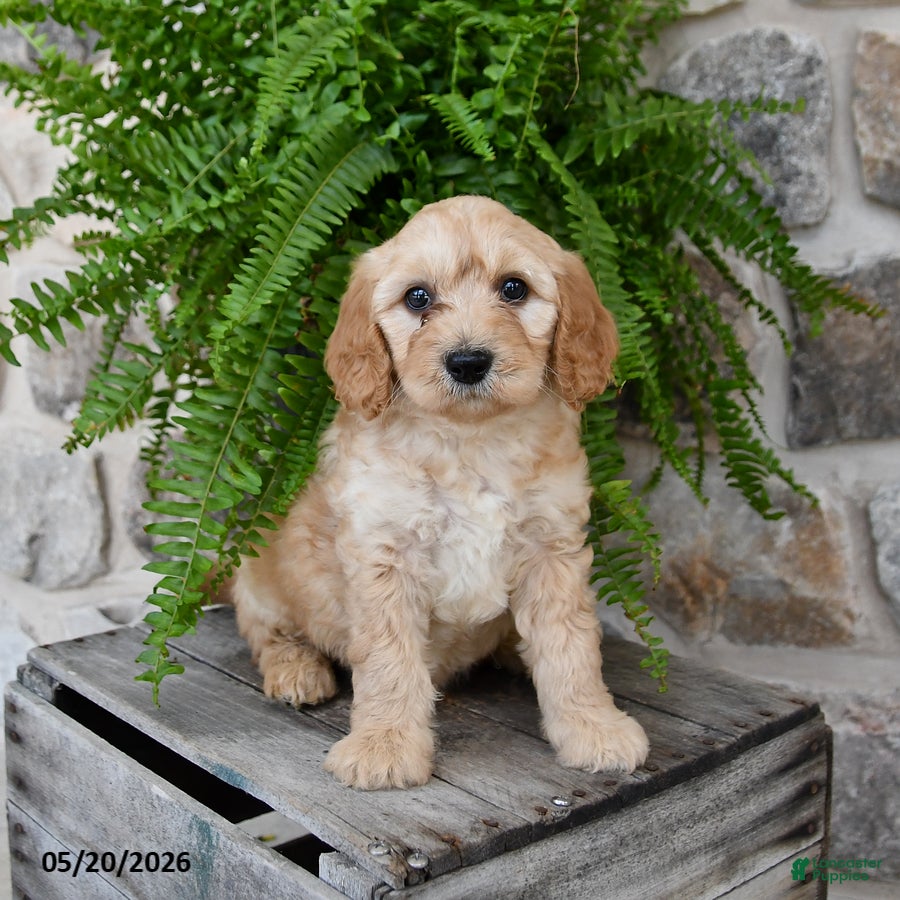 Mini Goldendoodle dogs Cutie - Ad 1