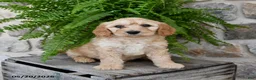 Mini Goldendoodle dogs for sale: Cutie - Ad 1