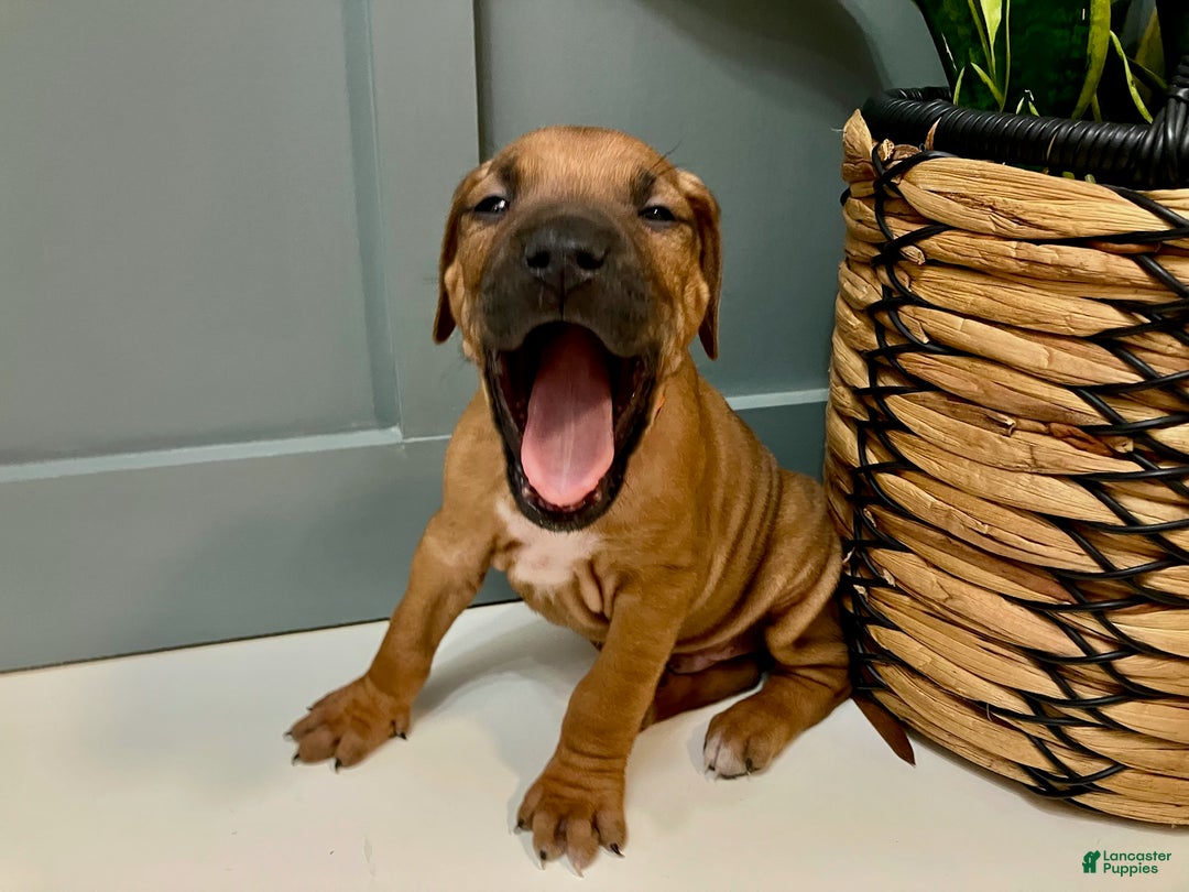 Rhodesian Ridgeback dogs for sale: "JJ" AKC RHODESIAN RIDGEBACK - Ad 2