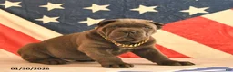 Cane Corso dogs for sale: Ivanhoe  - Ad 1