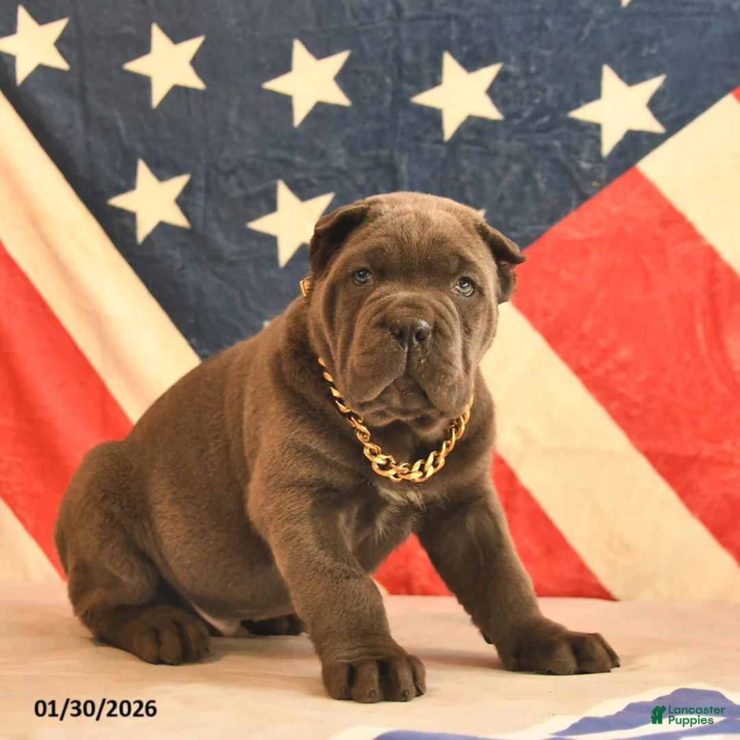 Cane Corso dogs for sale: Ivanhoe  - Ad 1