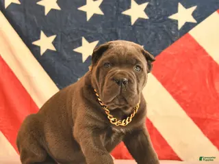 Cane Corso dogs Ivanhoe - Ad 11