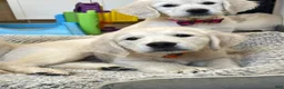 Golden Retriever dogs for sale: Creamsicle - Ad 2