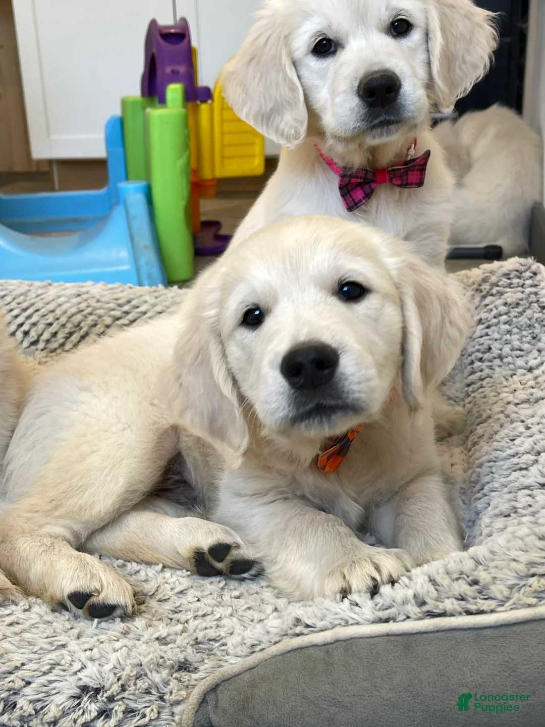 Golden Retriever dogs for sale: Creamsicle - Ad 2