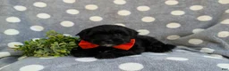 Havapoo dogs for sale: Rascal Hypoallergenic - Ad 4