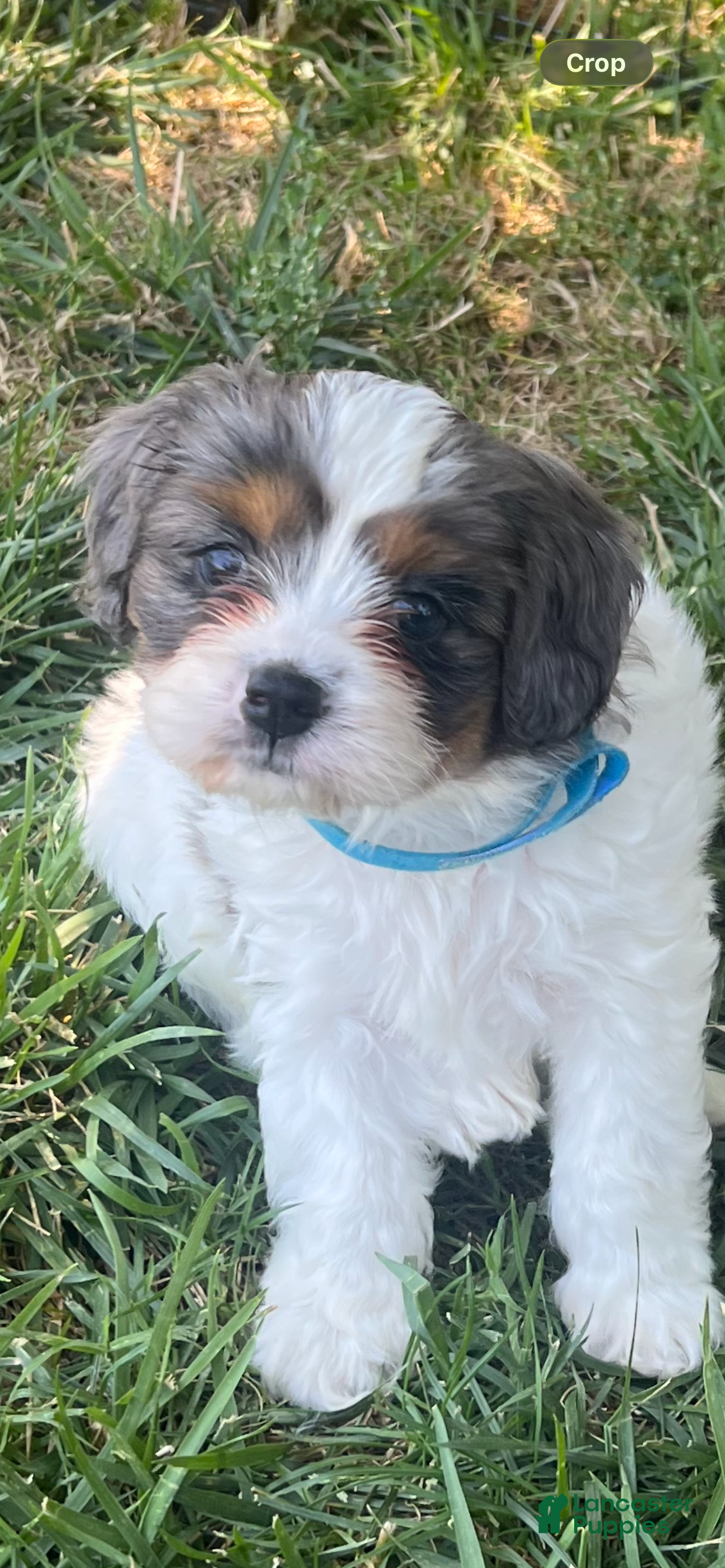 Mixed Breed dogs for sale: Blue Munchkin Bernedoodle  - Ad 3