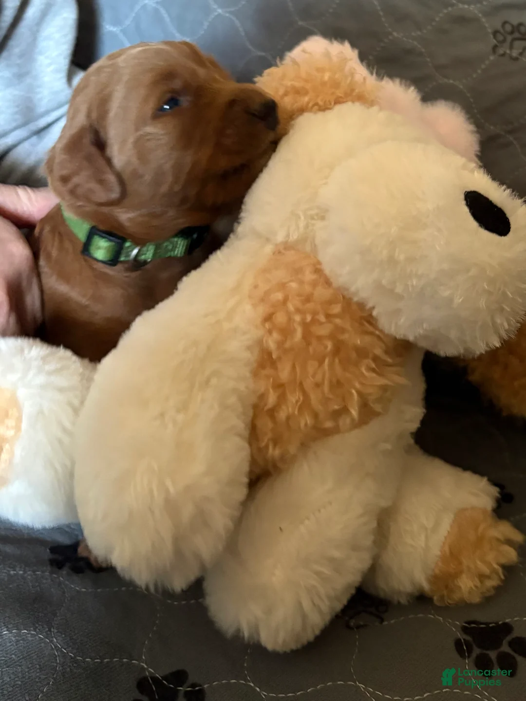 Goldendoodle dogs for sale: Stitch - Ad 2