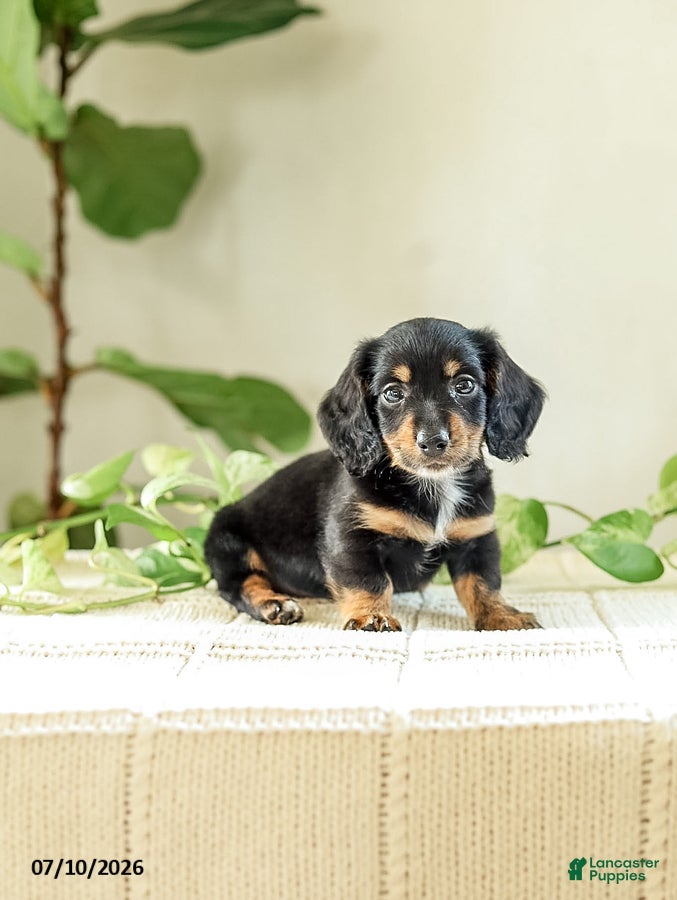 Miniature Dachshund dogs Auburn - Ad 1