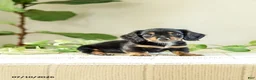 Miniature Dachshund dogs for sale: Auburn - Ad 1