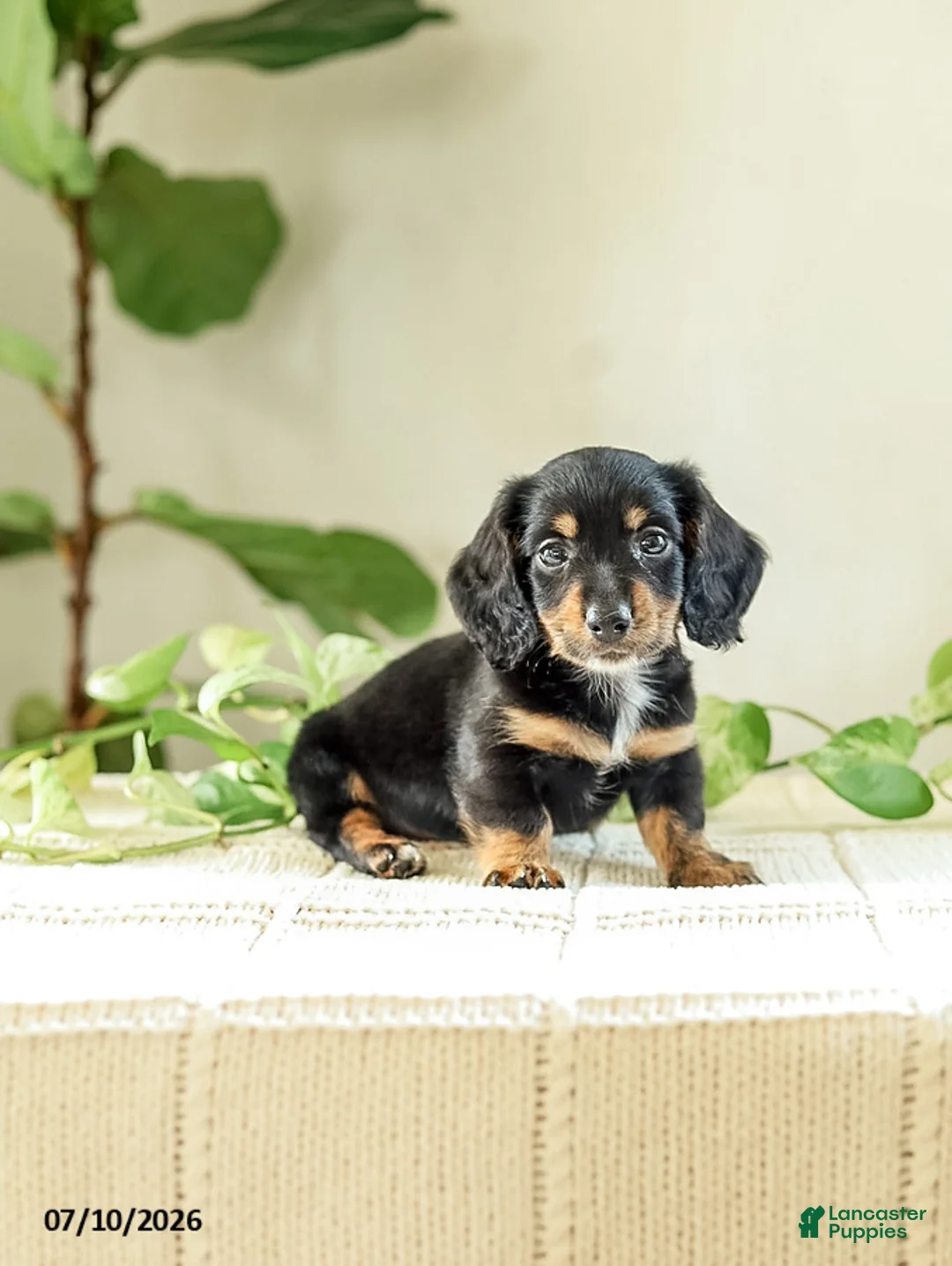 Miniature Dachshund dogs for sale: Auburn - Ad 1