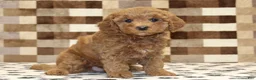 Cavapoo dogs for sale: Olivia - Ad 1