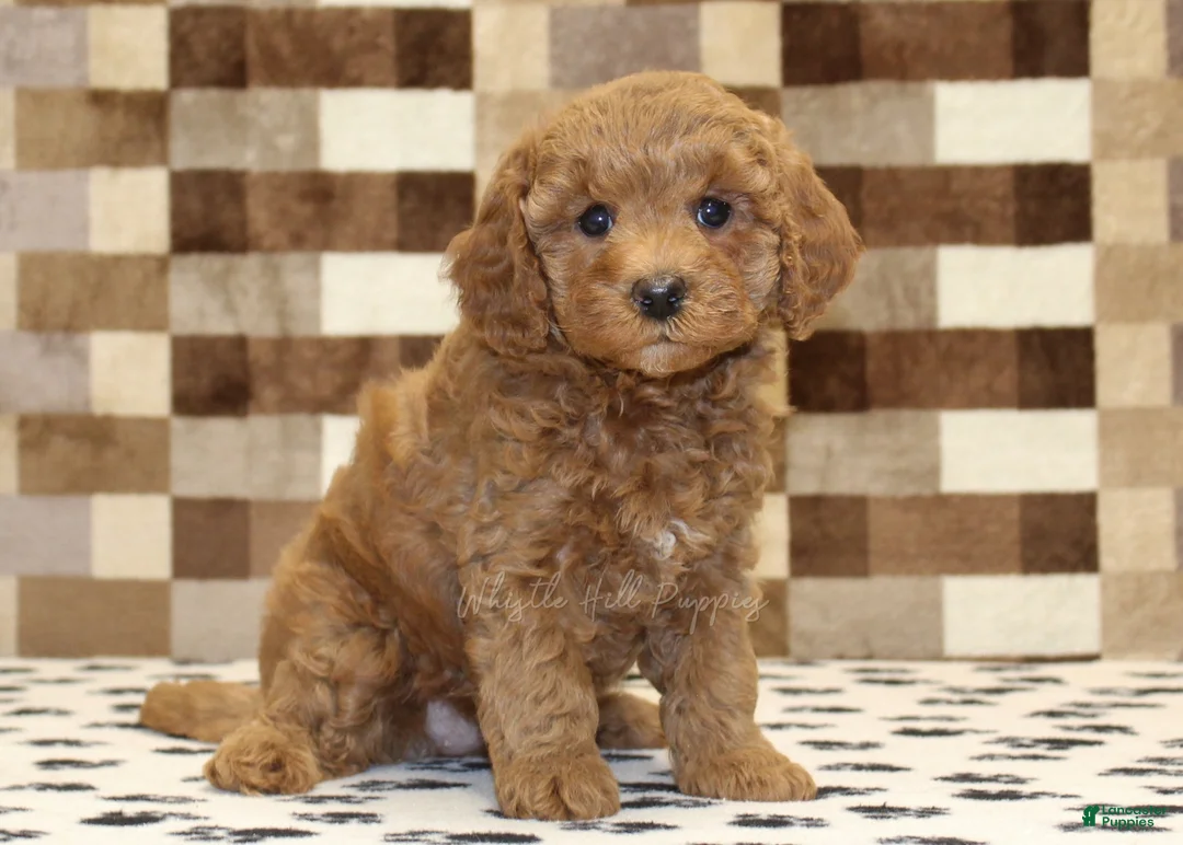 Cavapoo dogs for sale: Olivia - Ad 1