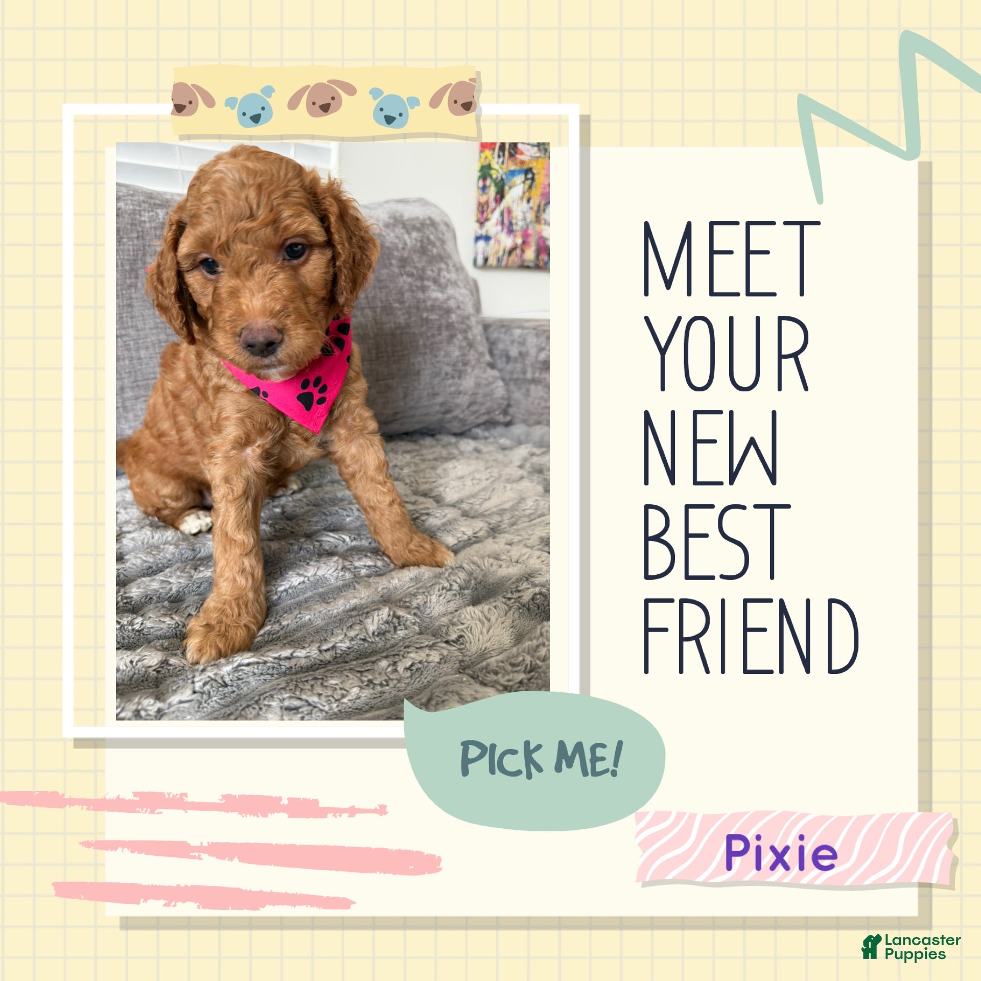 Goldendoodle dogs Pixie - Ad 41
