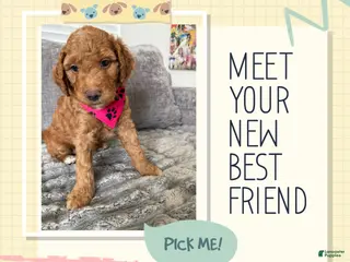 Goldendoodle dogs Pixie - Ad 19