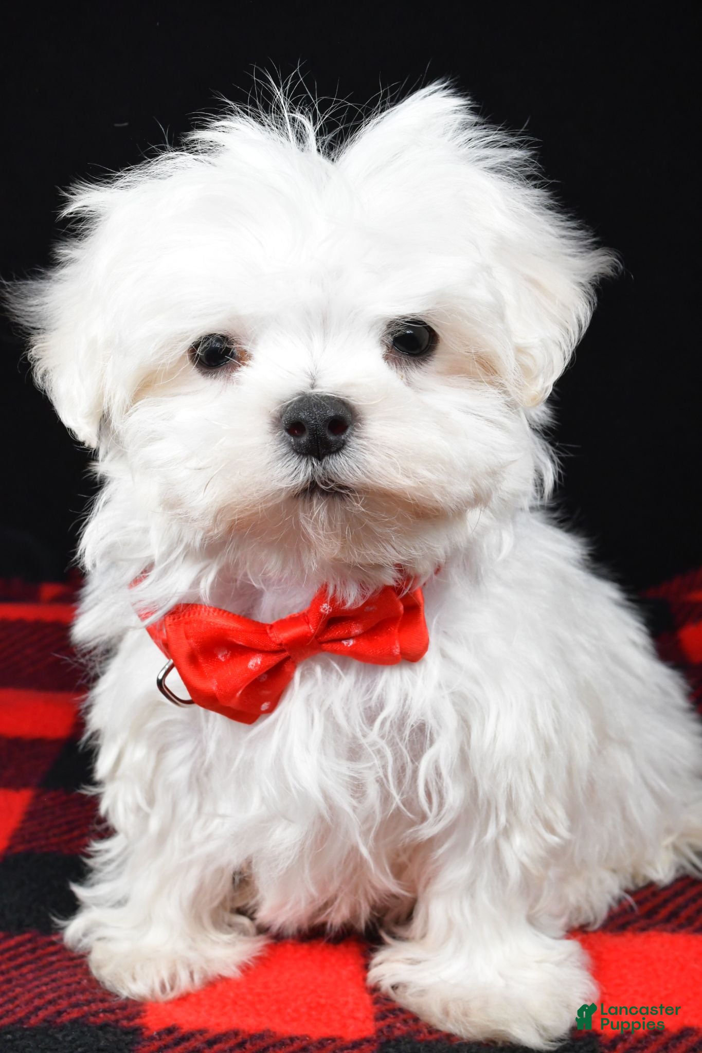 Maltese dogs Victor - Ad 2