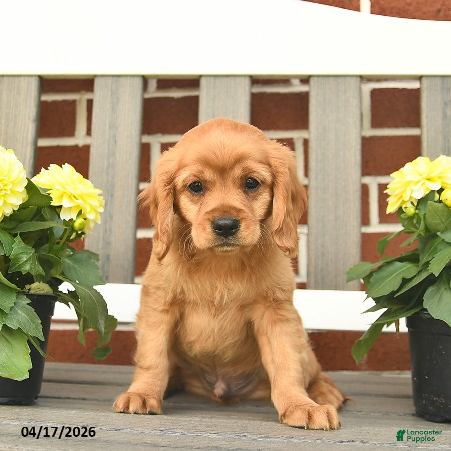 Miniature Golden Retriever dogs Bennet - Ad 2