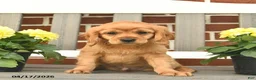 Miniature Golden Retriever dogs for sale: Bennet - Ad 6