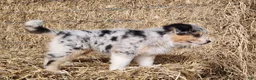 Australian Shepherd dogs for sale: Oakley  - Ad 3