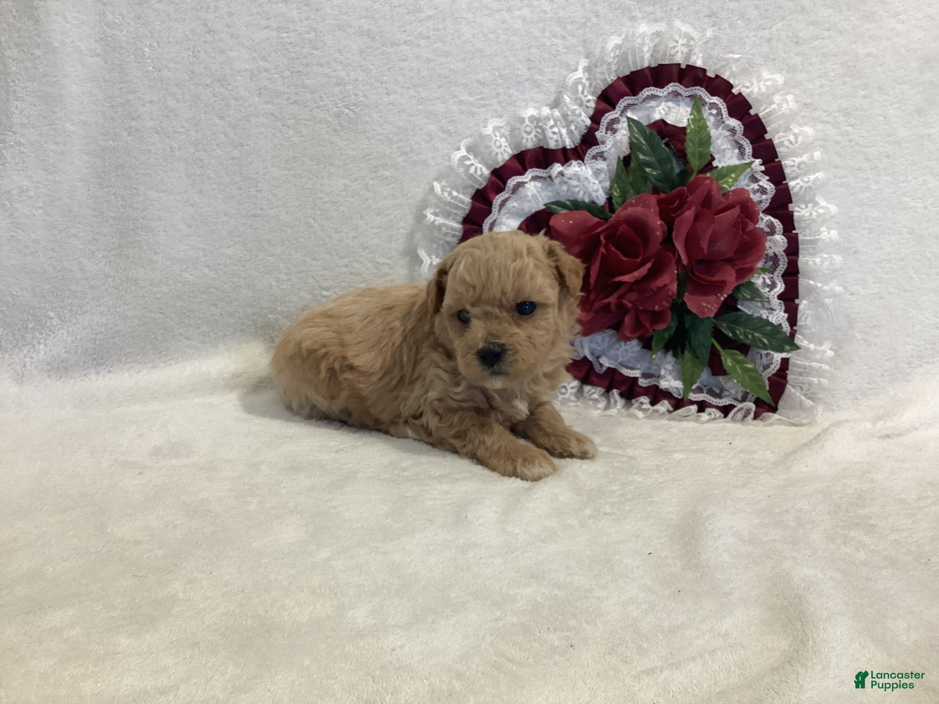 Maltipoo dogs Crunchy  - Ad 2