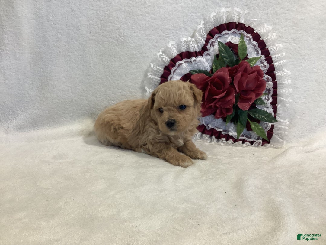 Maltipoo dogs for sale: Crunchy  - Ad 2