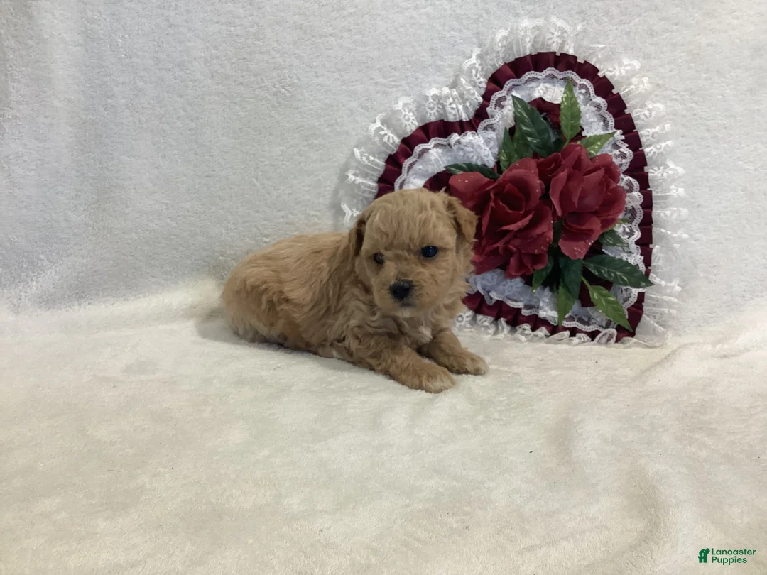 Maltipoo dogs for sale: Crunchy  - Ad 2