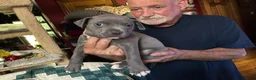 American Pit Bull Terrier dogs for sale: Sage - Ad 6