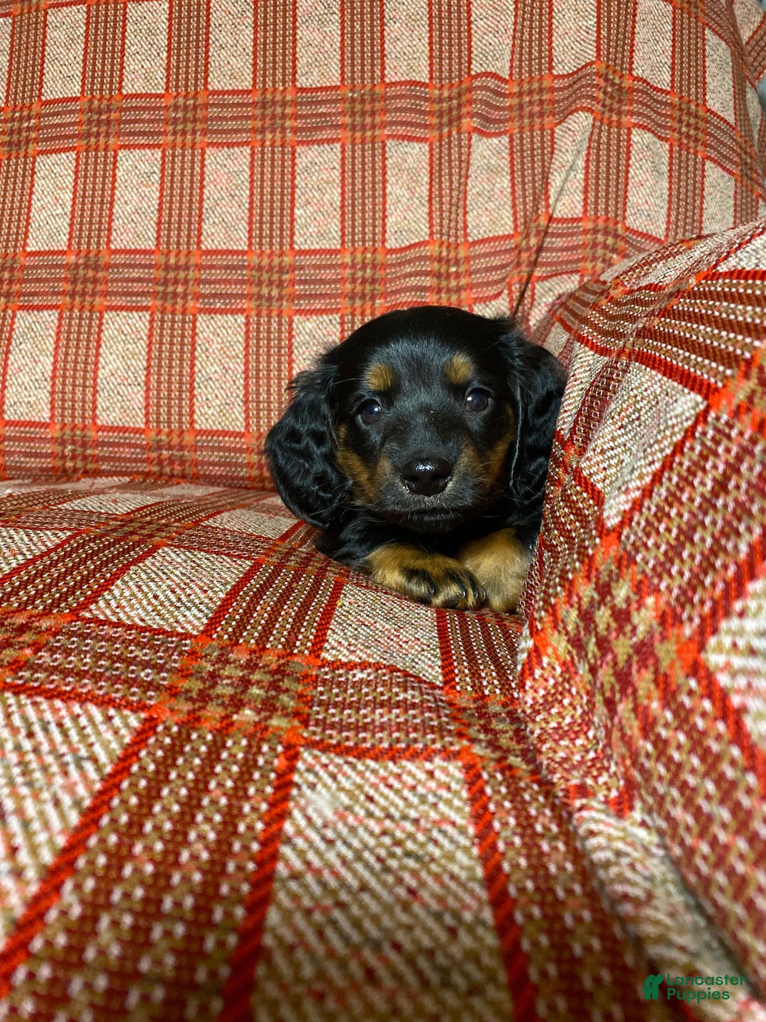 Miniature Dachshund dogs for sale: Miniature Dachshund Puppy 3 - Ad 3