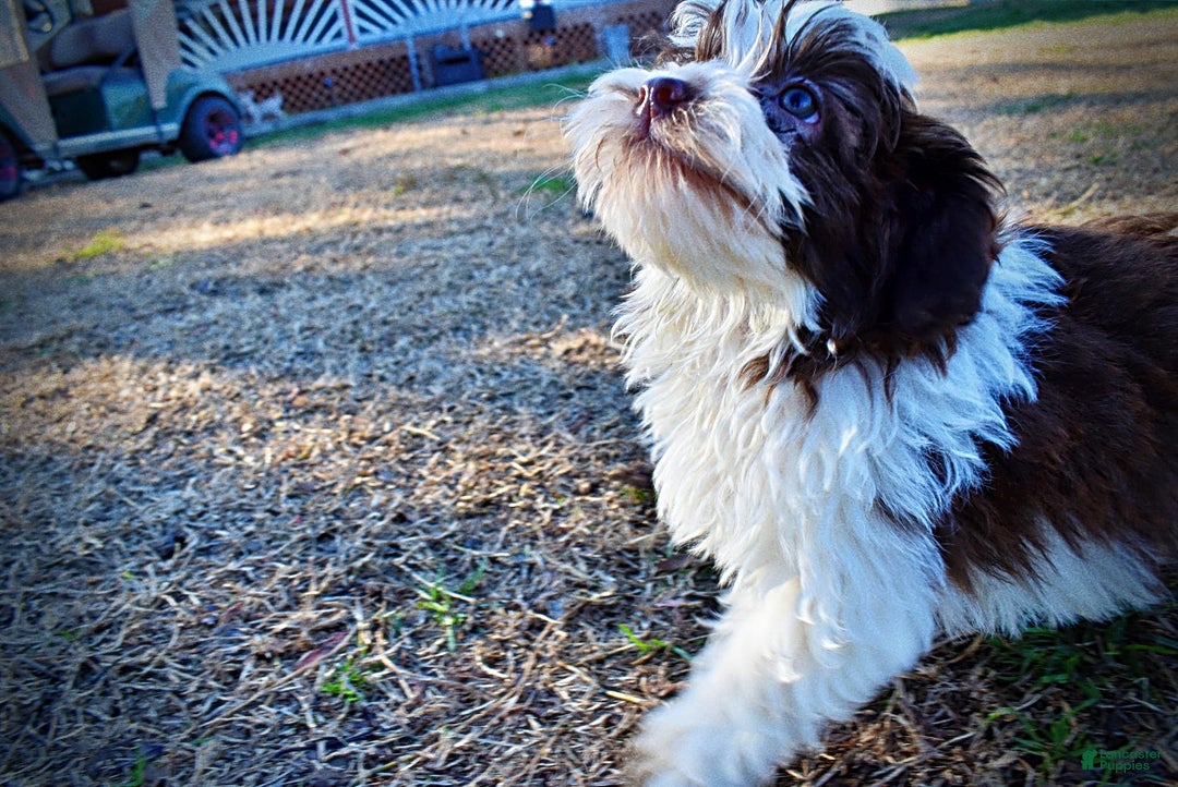 Havapoo dogs for sale: Simon - Ad 20