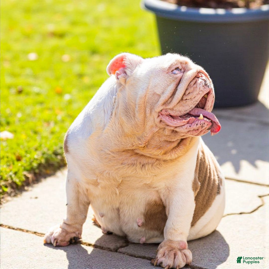 English Bulldog dogs for sale: Pearl - Ad 4
