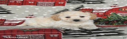Maltipoo dogs for sale: Blue - Ad 2
