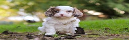 Cavapoo dogs for sale: Captain - Ad 18