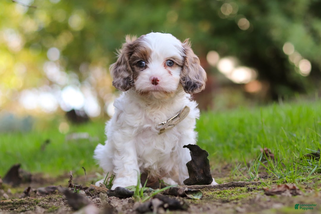 Cavapoo dogs for sale: Captain - Ad 18