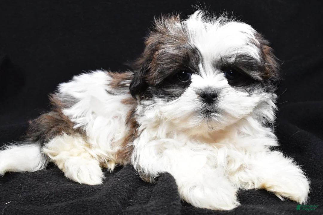 Teddy Bear dogs for sale: Echo - Ad 2