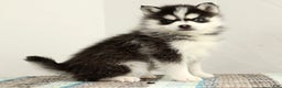 Pomsky dogs for sale: Tucker - Ad 5