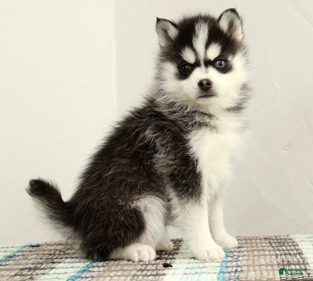 Pomsky dogs for sale: Tucker - Ad 5