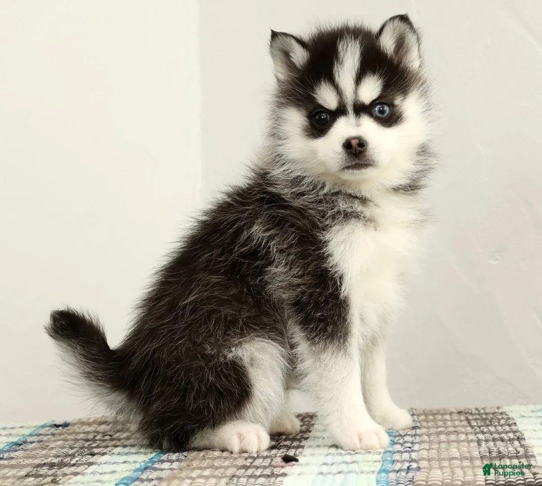 Pomsky dogs for sale: Tucker - Ad 6