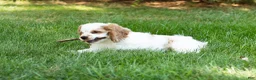 Cocker Spaniel dogs for sale: Reggie  - Ad 2