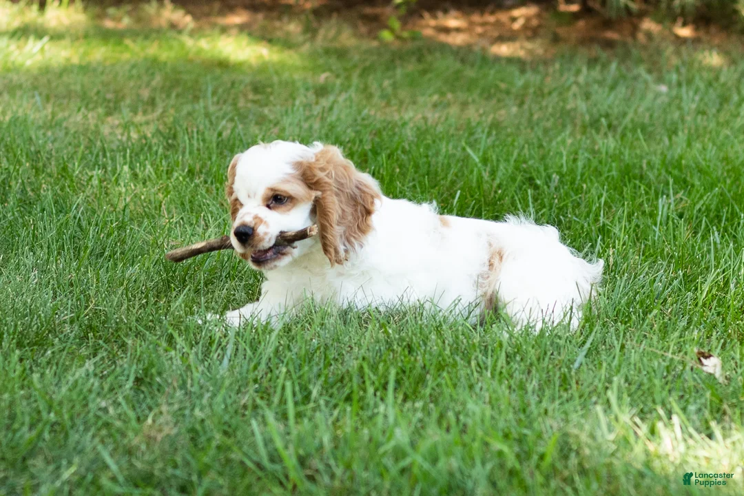 Cocker Spaniel dogs for sale: Reggie  - Ad 2