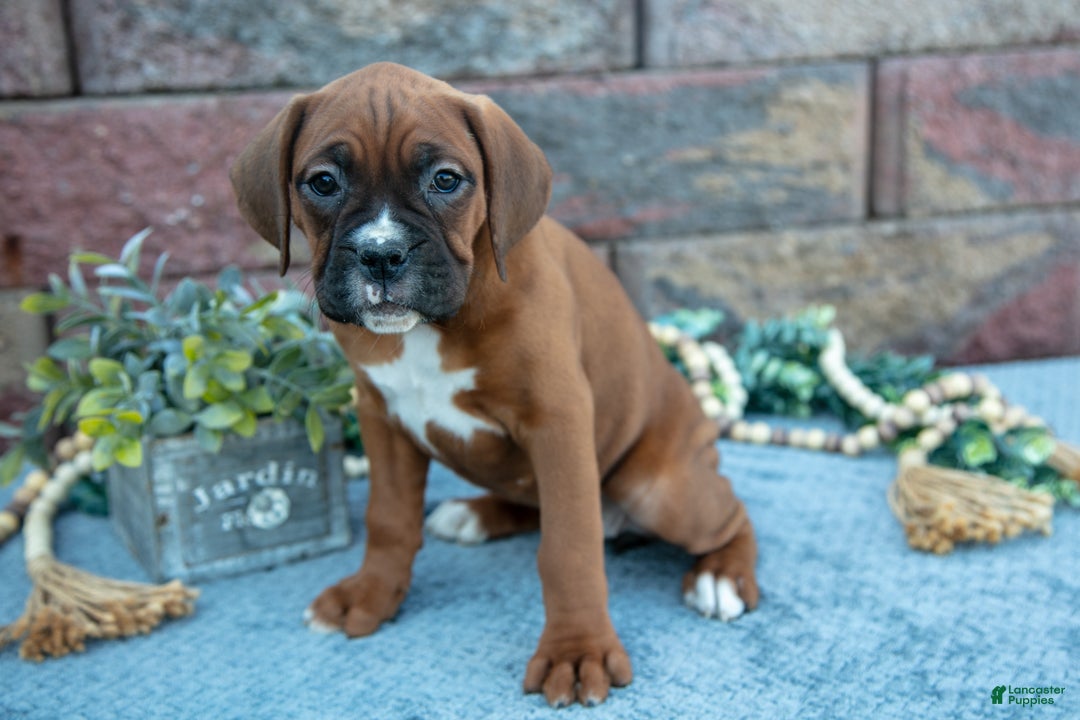 Boxer dogs for sale: Riba - Ad 2