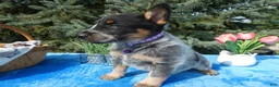 Australian Cattle Dog dogs for sale: Australian Cattle Dog 4 Serena - Ad 4