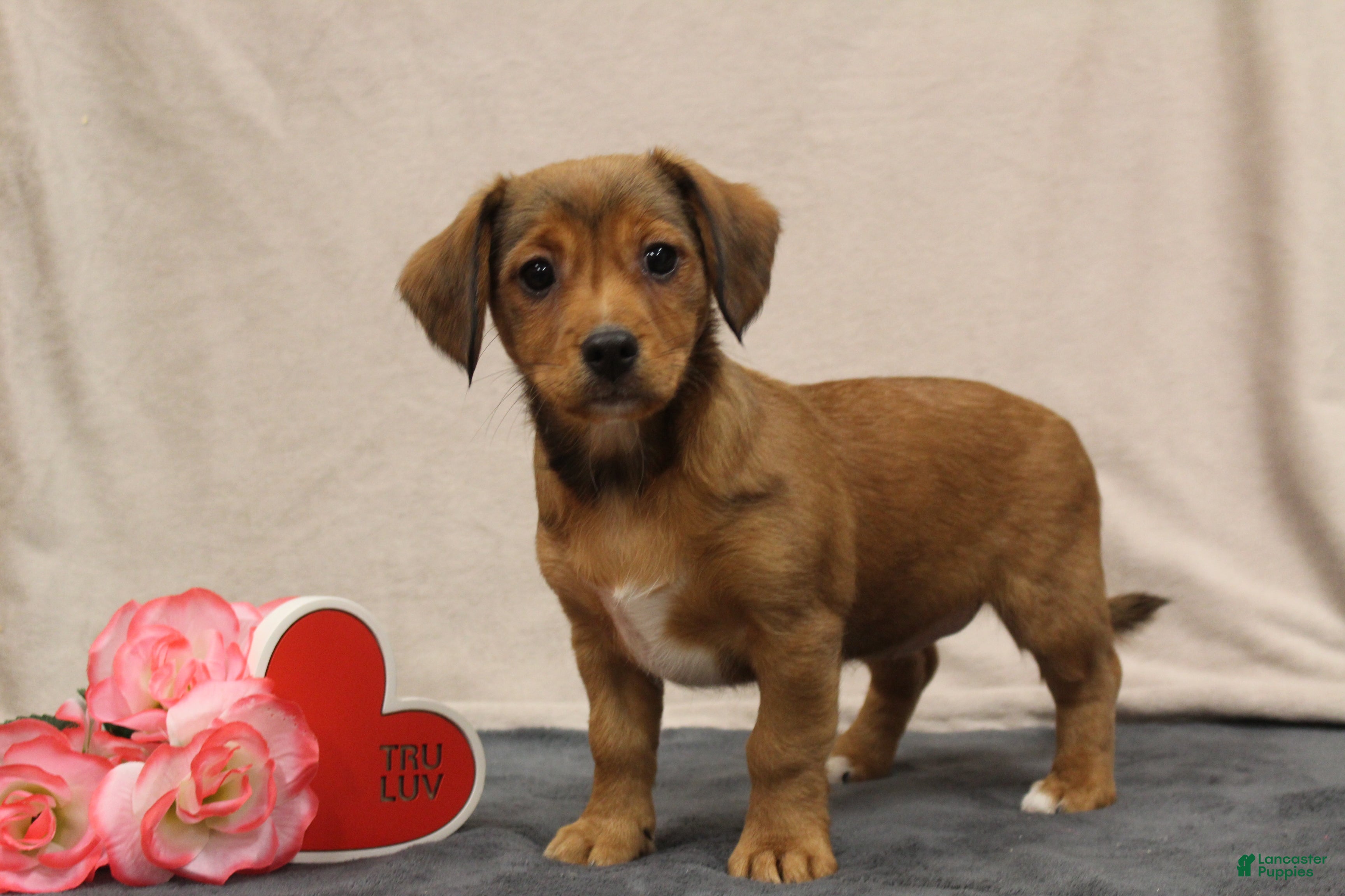 Mixed Breed dogs Lila  - Ad 1