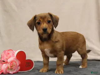 Mixed Breed dogs Lila - Ad 1