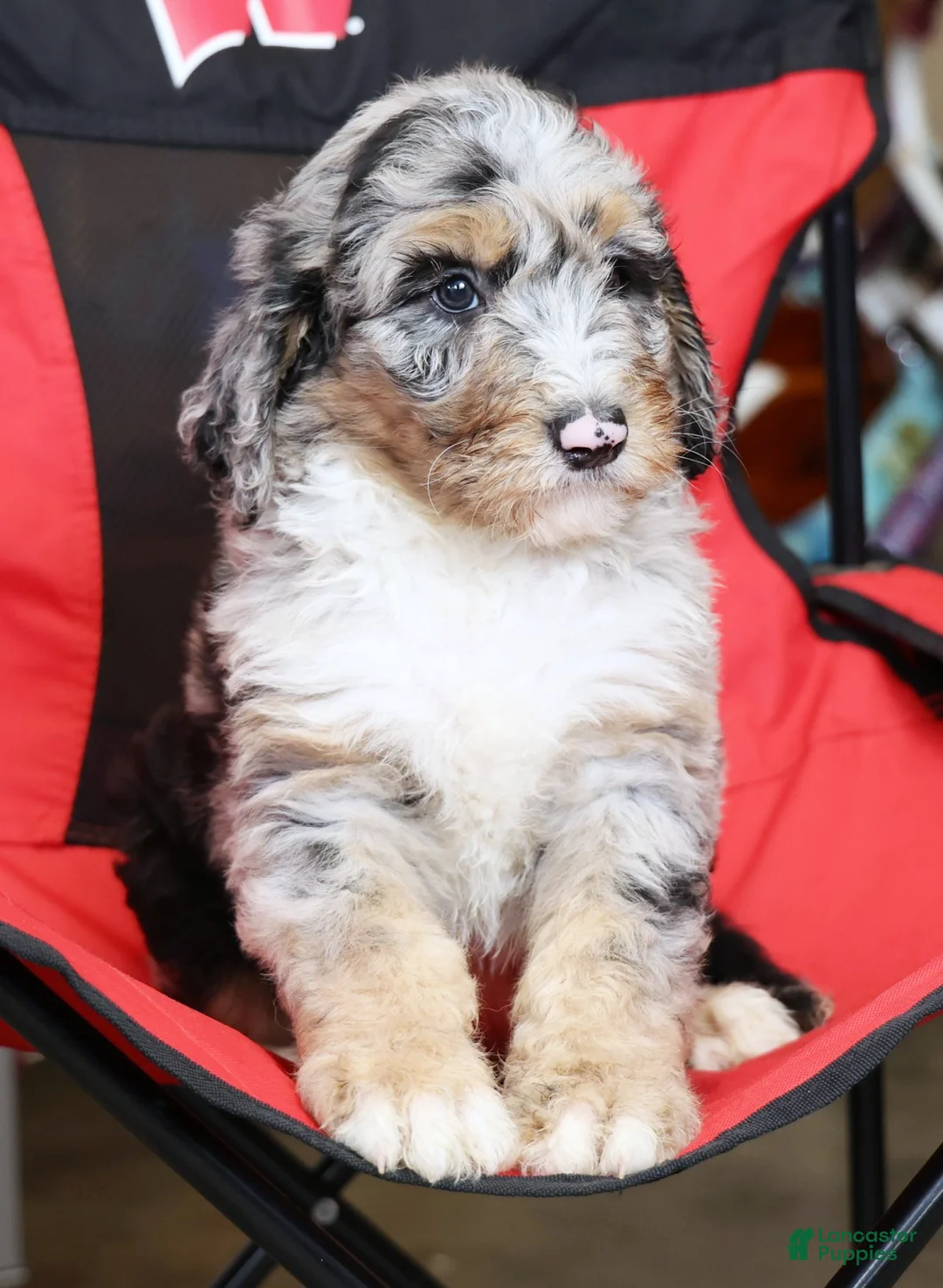 Sheepadoodle dogs for sale: Max - Ad 6