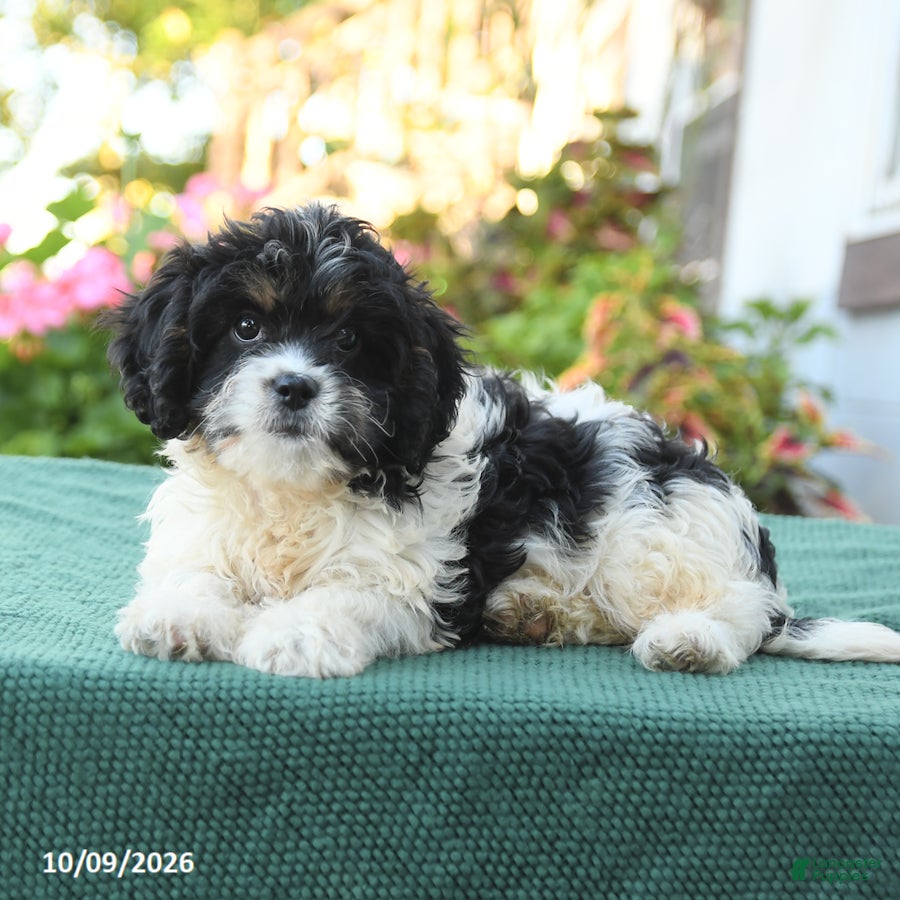 Cavapoo dogs Fancy - Ad 2