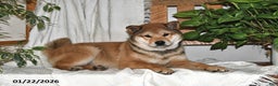 Shiba Inu dogs for sale: Max - Ad 2