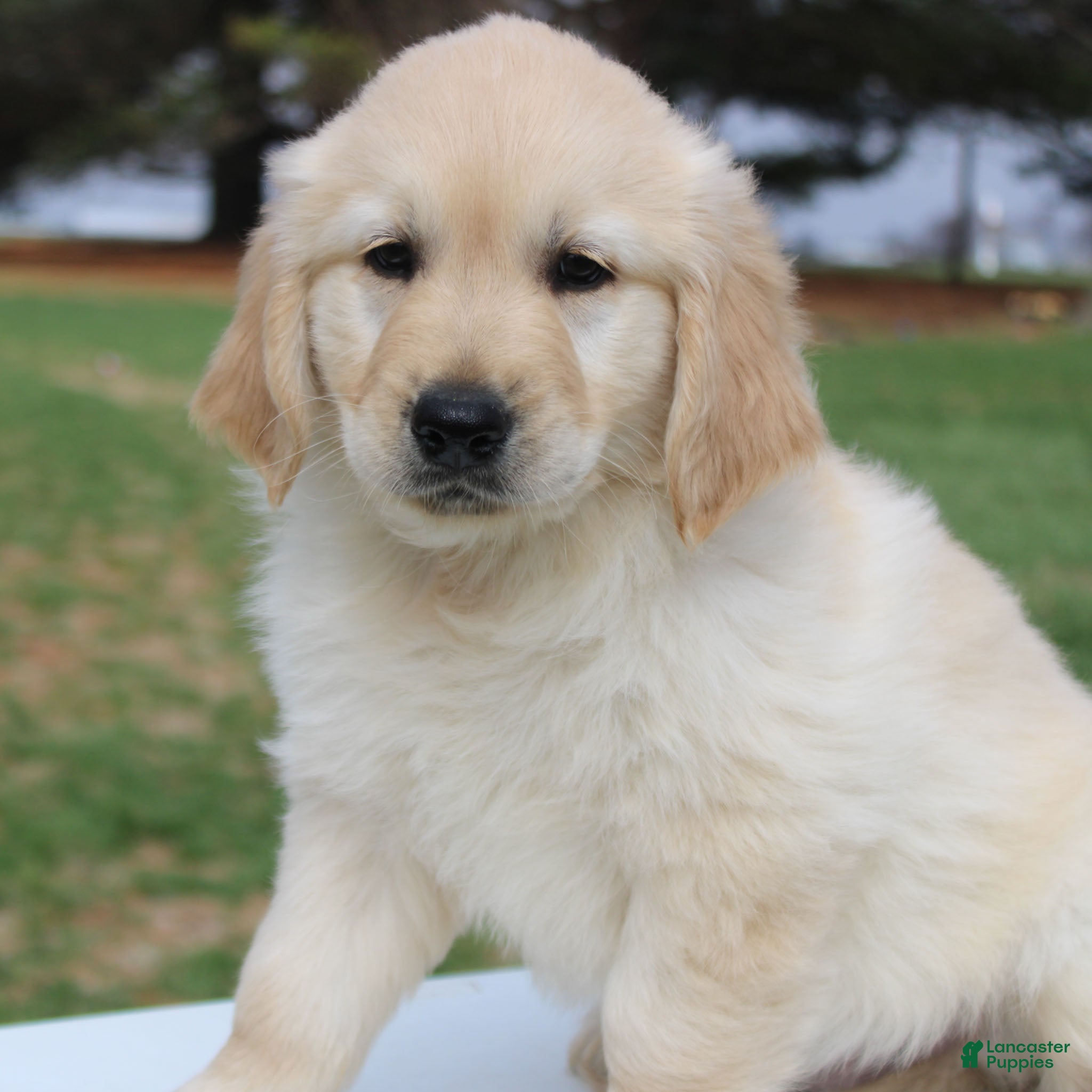 Golden Retriever dogs TRAINED Ranger the Golden Retriever Puppy  - Ad 2
