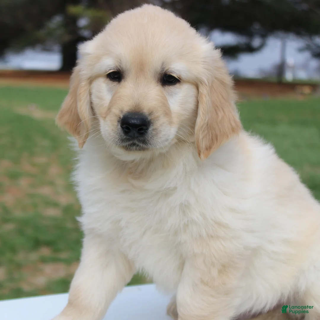 Golden Retriever dogs for sale: TRAINED Ranger the Golden Retriever Puppy  - Ad 2