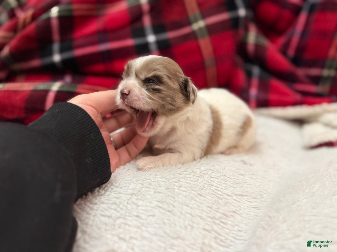 Shihpoo dogs for sale: Beau - Ad 1